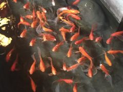 -蓉城老妈火锅(双林路店)