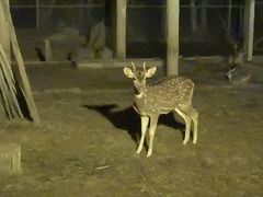 -清迈夜间动物园