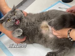 -康成宠物医院24H·CT·核磁共振
