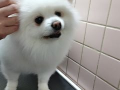 -FAELING PETS美天灵宠物(富力广场店)