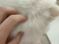 -怪兽屋·羊驼·猫咖·狗咖(俊华广场店)