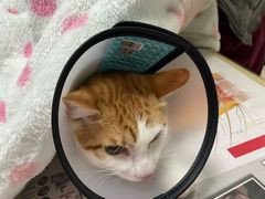 -艾贝尔宠物诊疗