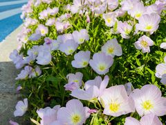 -贡湖湾湿地公园