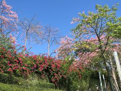 景点-东部华侨城