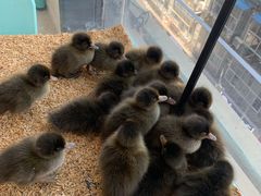 -怪兽屋·羊驼·猫咖·狗咖(俊华广场店)