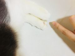 -李小姐の猫咖啡馆(五角场店)