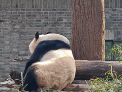 -都江堰中华大熊猫苑