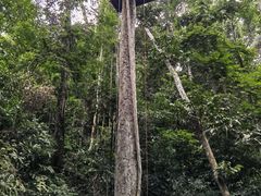-西双版纳原始森林公园