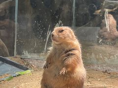 -绿色星球动物主题公园