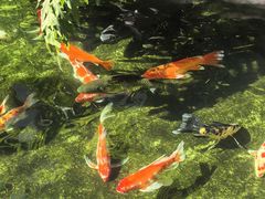 -顺德渔村·岭南一号