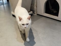 -琪喵猫屋·撸猫猫咖·猫舍