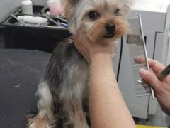 -宠福鑫康馨动物医院·骨科·眼科