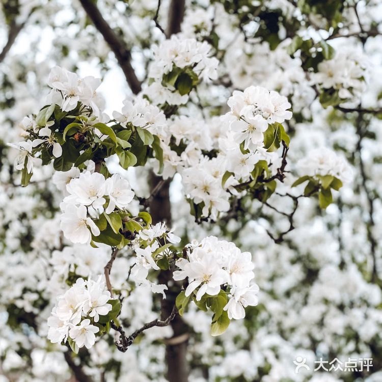 赏花攻略|绝美的白色海棠树下太浪漫了'🤍