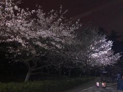 -武汉大学-樱园