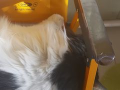 -平行世界·猫咖(首经贸店)