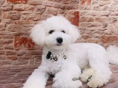 -1013 PET SHOP精品宠物商店(丁香店)