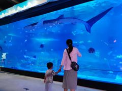 -烟台海昌鲸鲨海洋公园