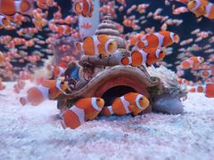 -海合安成都极地海洋公园