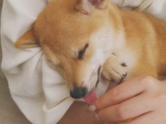 -浣熊柯尔鸭土拨鼠·电玩咖