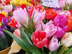 -越秀西湖花市(广州城市广场花卉店)
