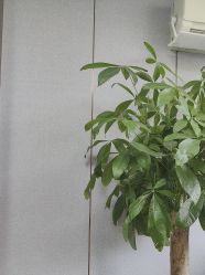 -上海华美医疗美容医院