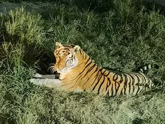 -上海野生动物园
