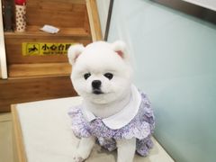 -宠福鑫康馨动物医院·骨科·眼科