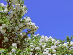 -上海滨江森林公园
