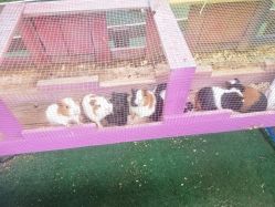 -萌宠亲子动物乐园(槐房万达店)