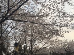 -西北湖绿化广场
