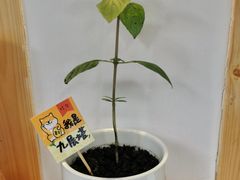 -呷贺盐酥鸡(抄纸巷店)
