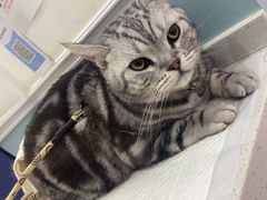 -纳吉亚猫专科动物医院·北北分院