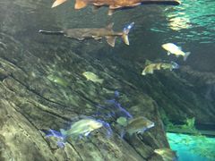 -瑞普利水族馆