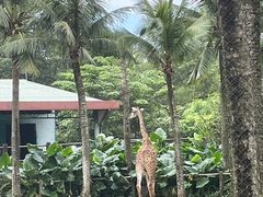-海南热带野生动植物园