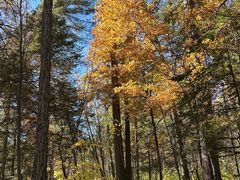 -五营红松林海景区