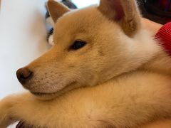 -南京Hallo宠物乐园·哈罗犬舍·柴犬繁育基地