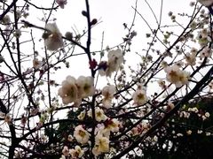 -我嘉书房(南翔名士居店)