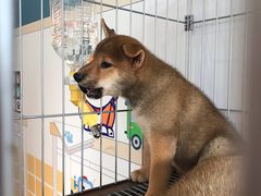 -柴犬高等学院·狗咖·柴犬售卖·宠物训练