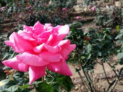 -人民公园(罗湖区)