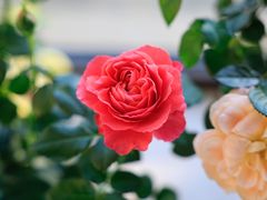 -双季花艺园艺市场(浦东店)