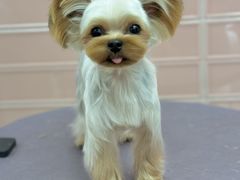 -FAELING PETS美天灵宠物(合生汇店)