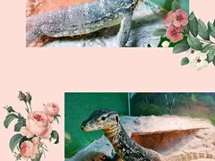 -上海大自然野生昆虫馆