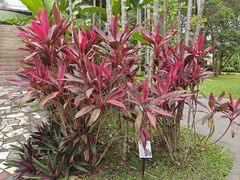 -中国科学院西双版纳热带植物园
