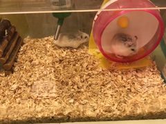 -龙猫仔乐园(惠福东路店)