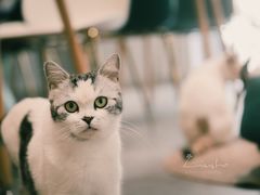 -吉丁鸟咖·异宠·寄养