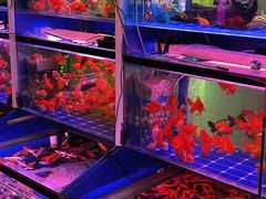 -朝来春花卉市场