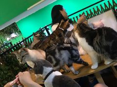-李小姐の猫咖啡馆(五角场店)