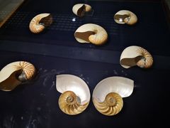 -青岛贝壳博物馆