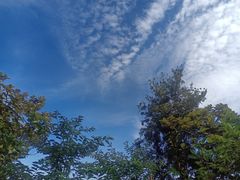 -黄埔油麻山森林公园