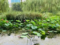 -丰台科技园生态主题公园